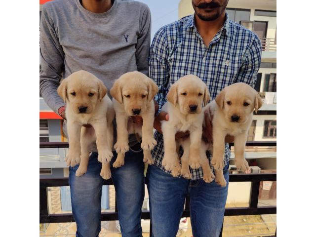 Labrador puppies from Noida,utterpradesh. Breeder: admehrot
